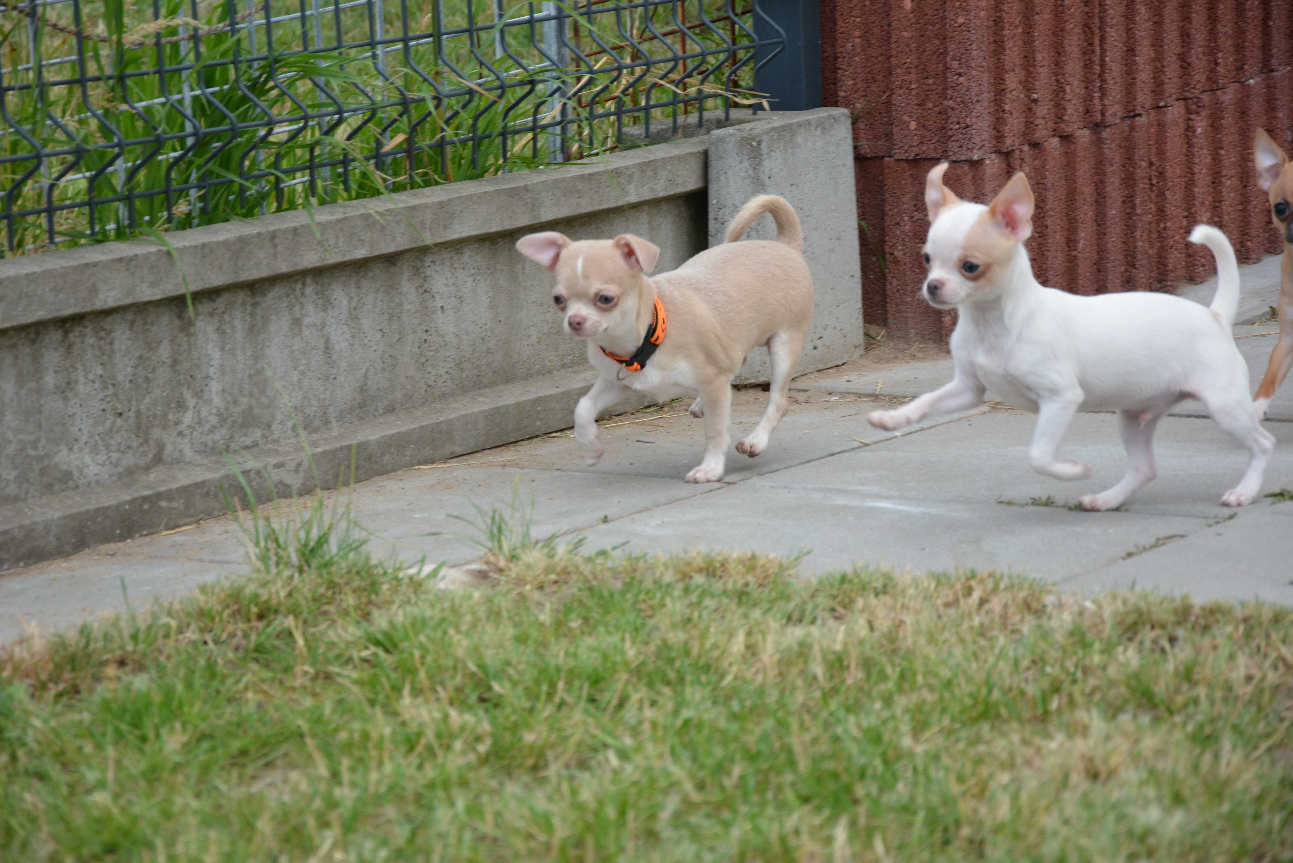 Chihuahua chlopak krótkowłosy FCI