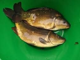 Ryby   karp handlowy amur tolpyga wegorz zloty