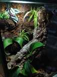 Terrarium pionowe z wystrojem 60x40x40