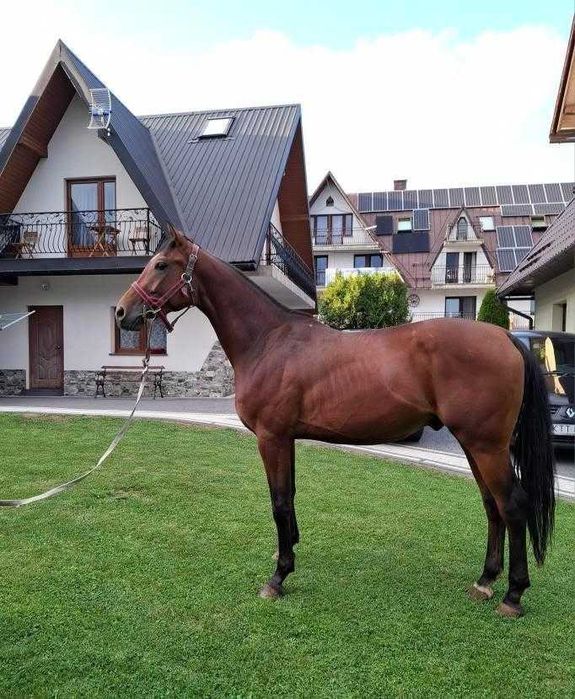 Sprzedam wałacha małopolskiego 2.5 roku