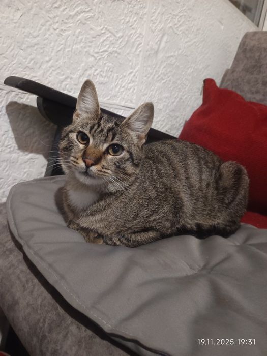 Тигровый молодой котик Шелдон бесплатно