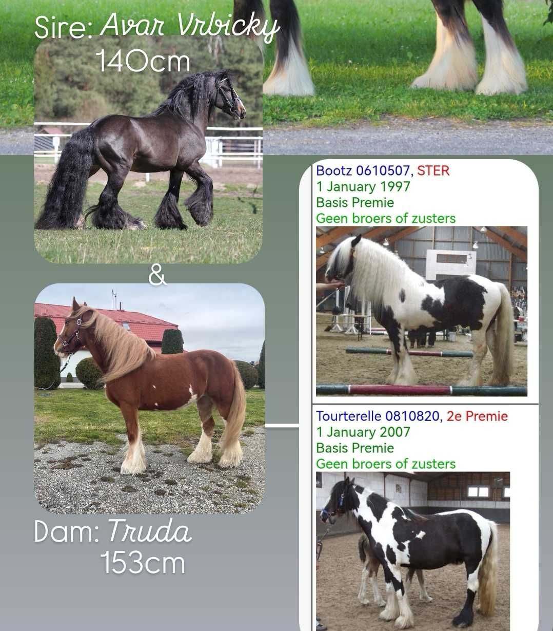 Klacz irish cob 14 m-cy, tinker, gypsy