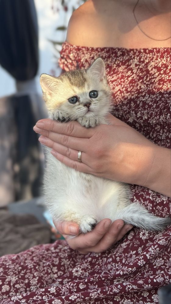 Британські кошенята