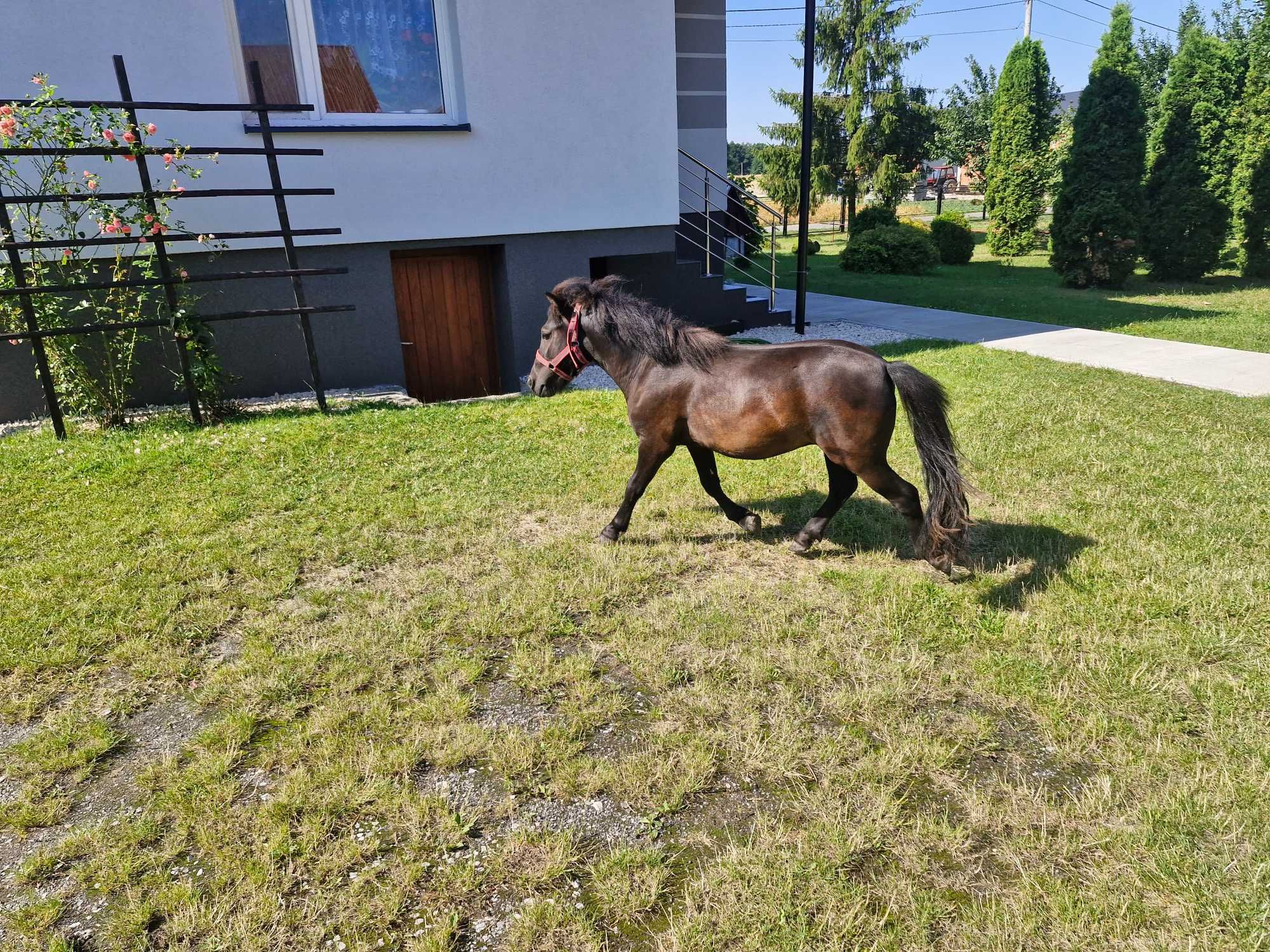 SPRZEDAM kucyka ogierka . Ewentualnie zamienie na klacz kucyka