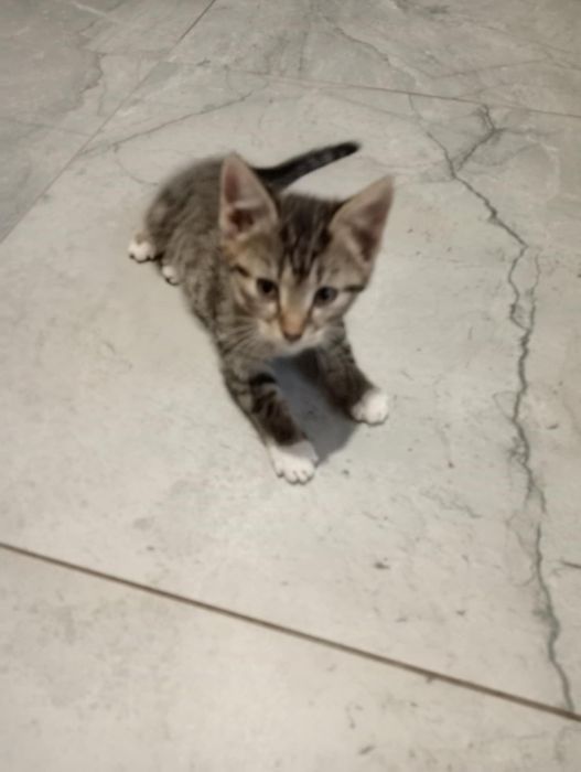 Oddam młodą kotkę