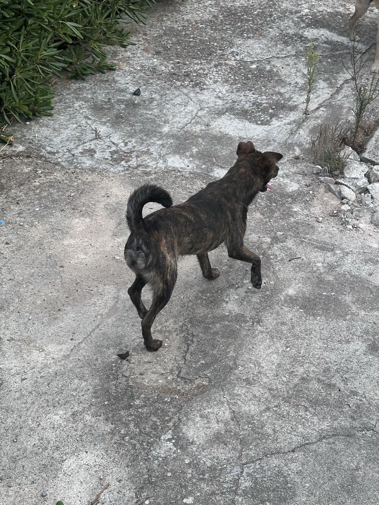 Cao porte pequeno para dar