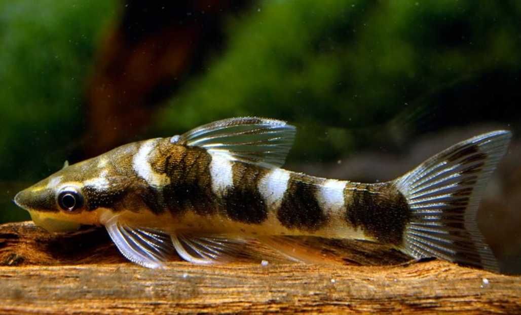 Otosek zebra rarytas