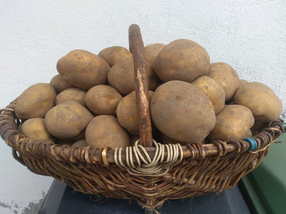 Ziemniaki Vineta