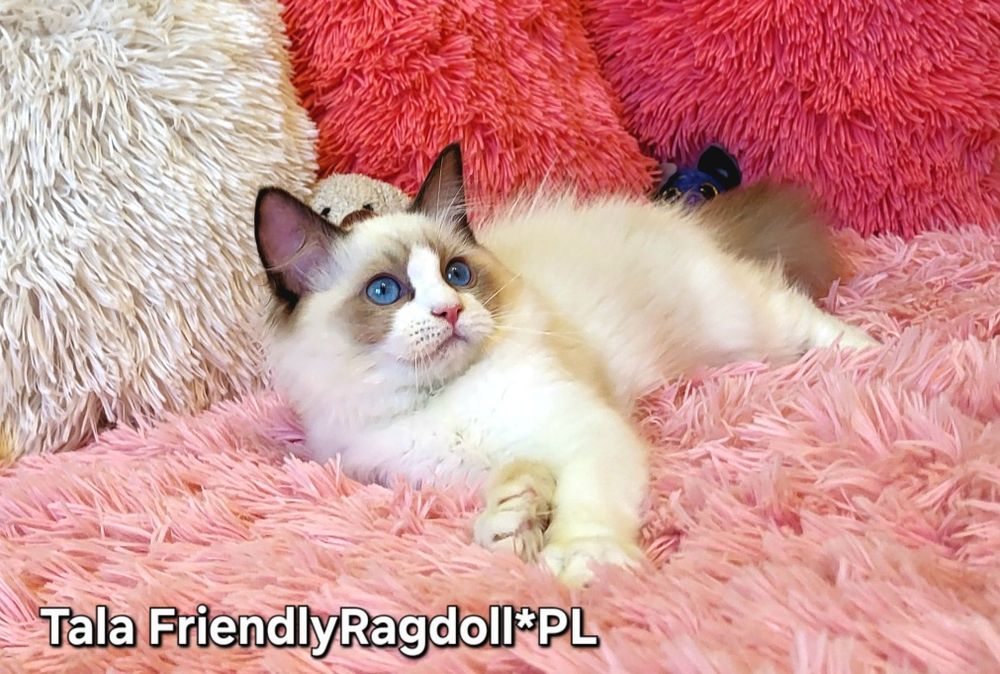 Przytulaśna kotecza ragdoll