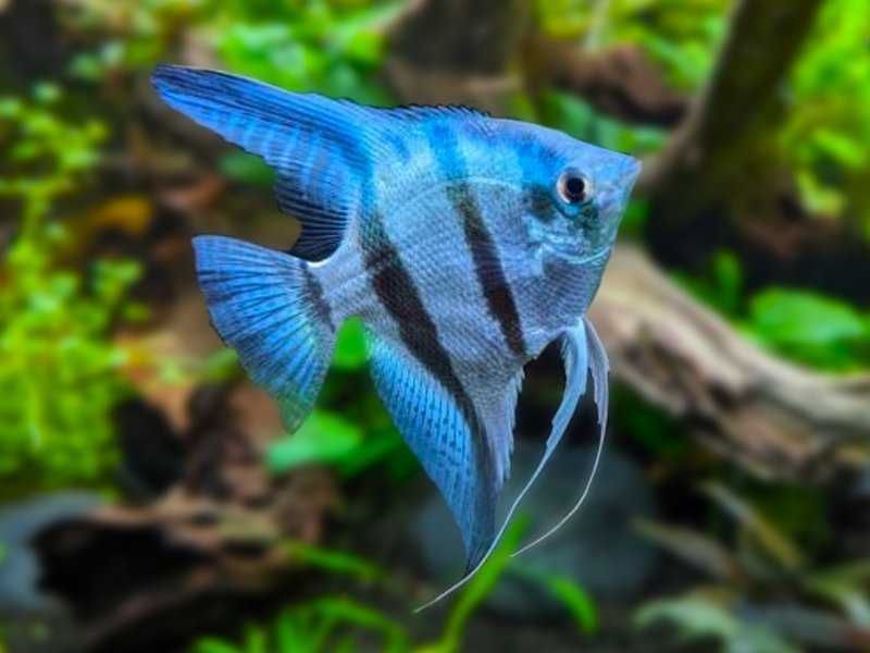 Escalar Common Blue - Pterophyllum Scalare