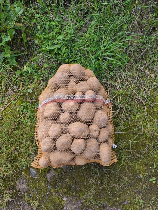 Ziemniaki uprawiane na oborniku