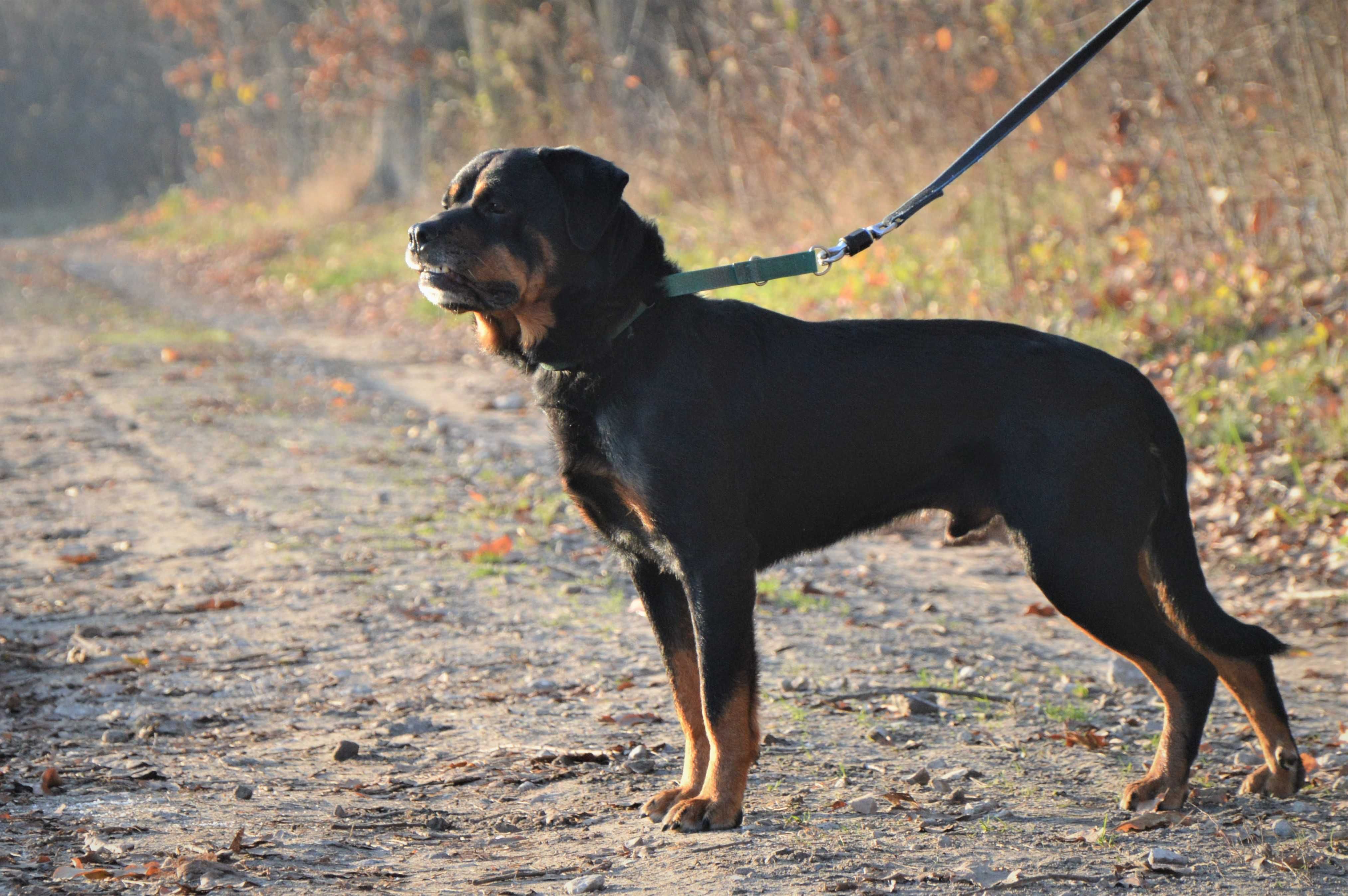 Trebor- w typie rottweiler. Przemiły, nieduży, kochający człowieka