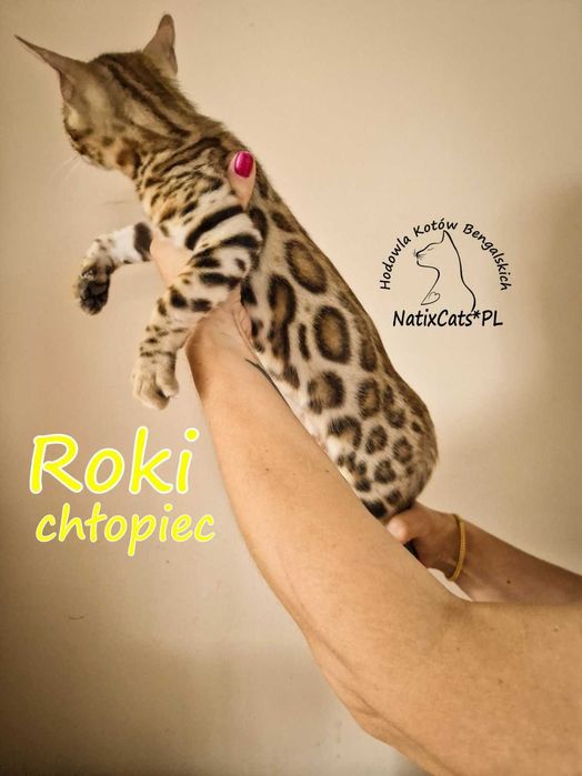 kot bengalski Kocurek bengalsk ROKI i wykastrowany  Bengal FPL/FIFe