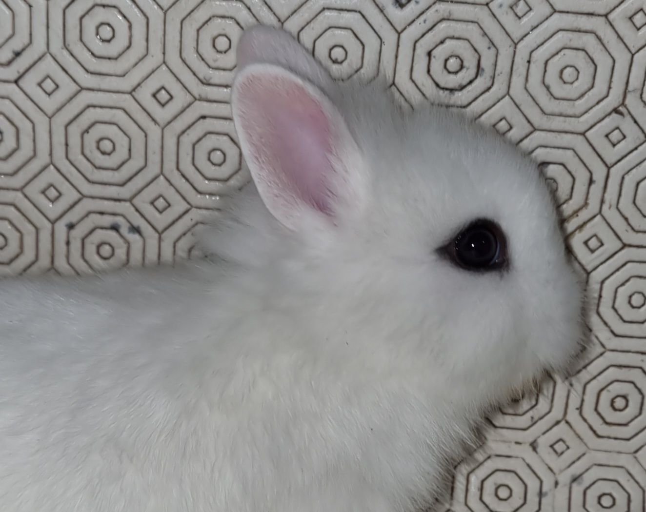 Coelhos anoes mini holandês, mini lop, mini lion vacinados