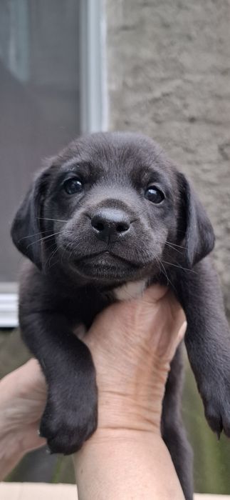 Отдам в хорошии руки щенков .