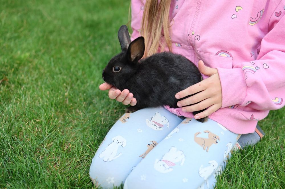 Вуслові, Львиноголові та Нідерландські декоративні кролики, мініатюрні