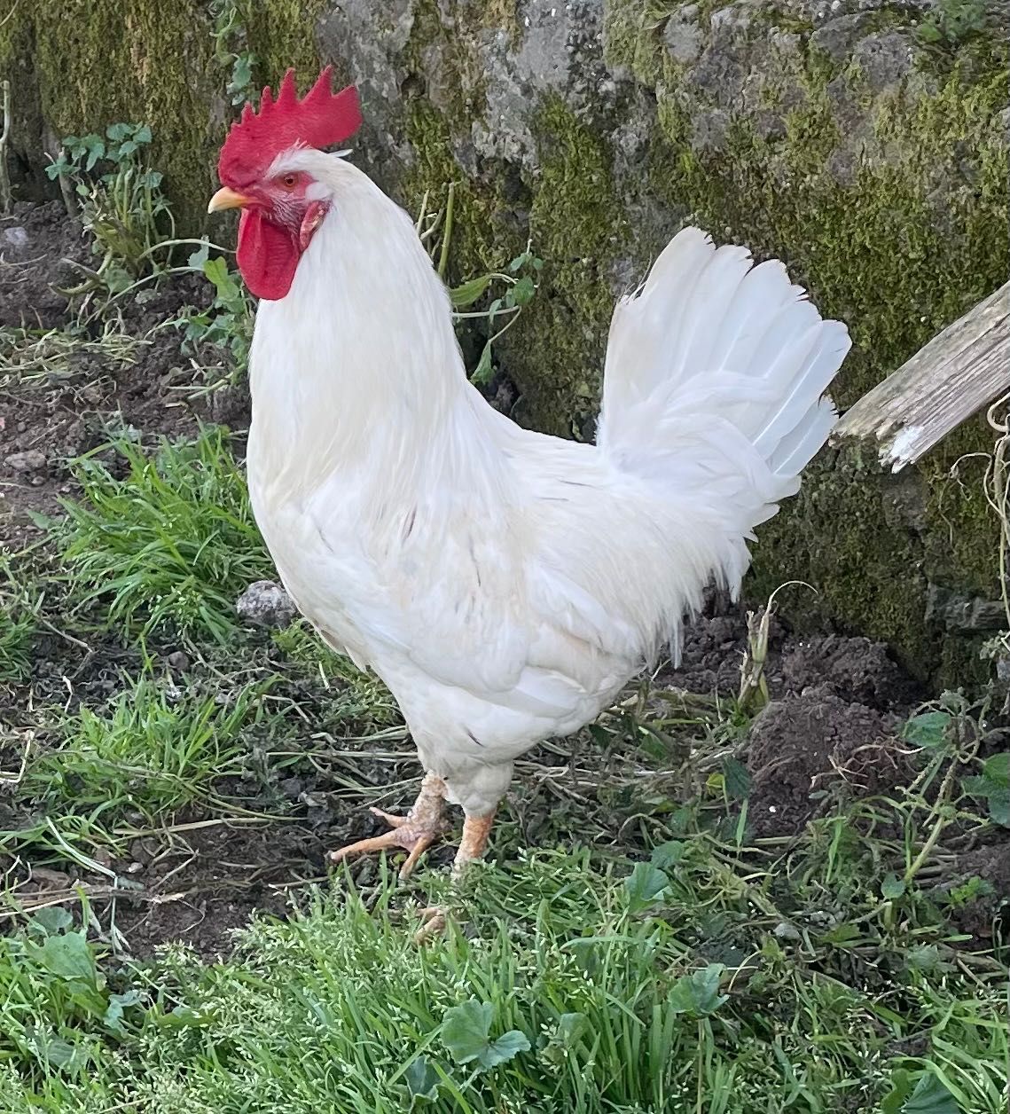 Galo branco novo