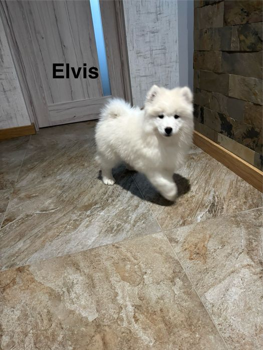 Piesek Elvis Samoyed