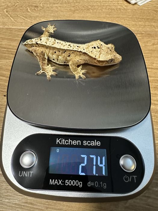 Gekon orzesiony lili white dalmatian