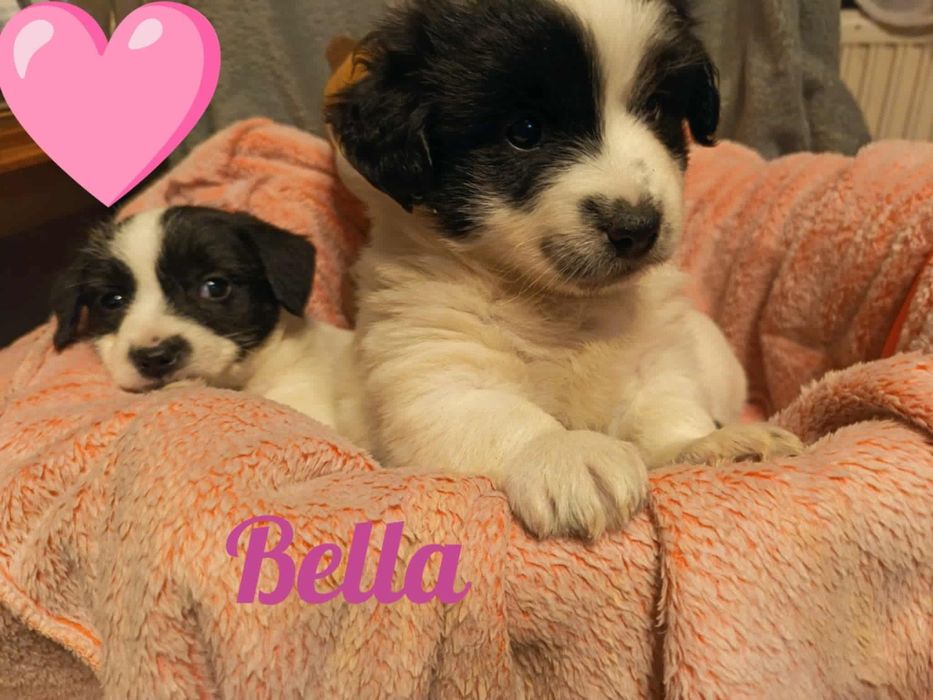 Oddam przyjazne pieski