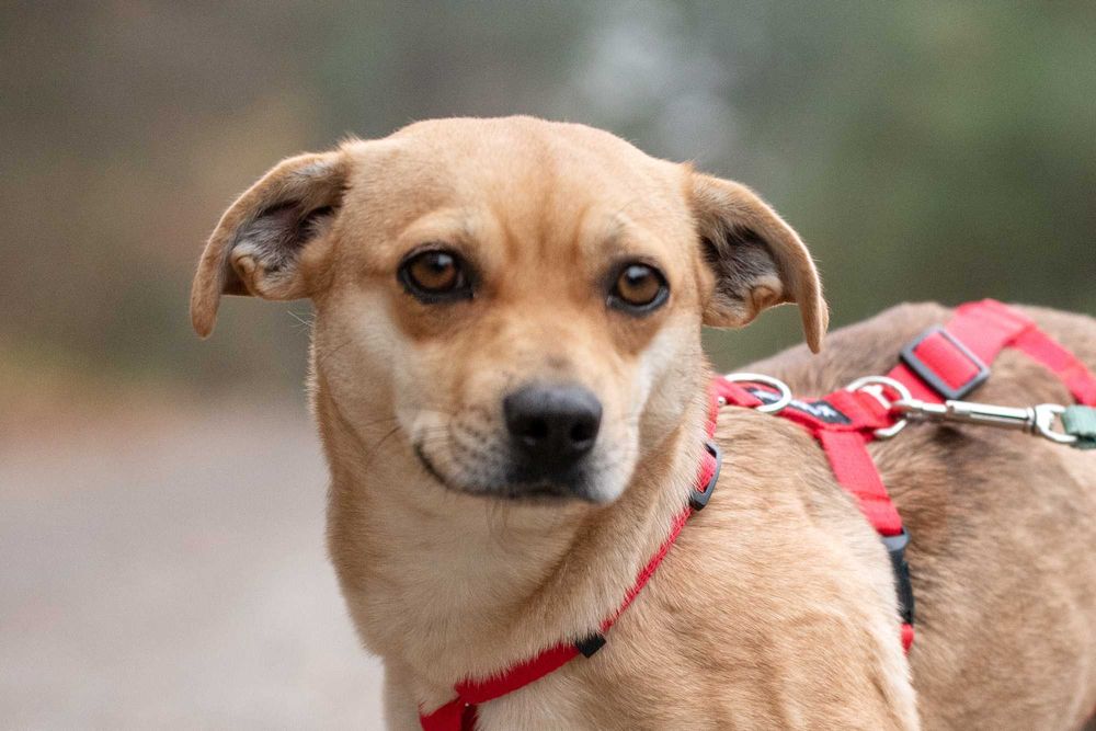 Surimi - cudowna, delikatna suczka marznie w schronisku