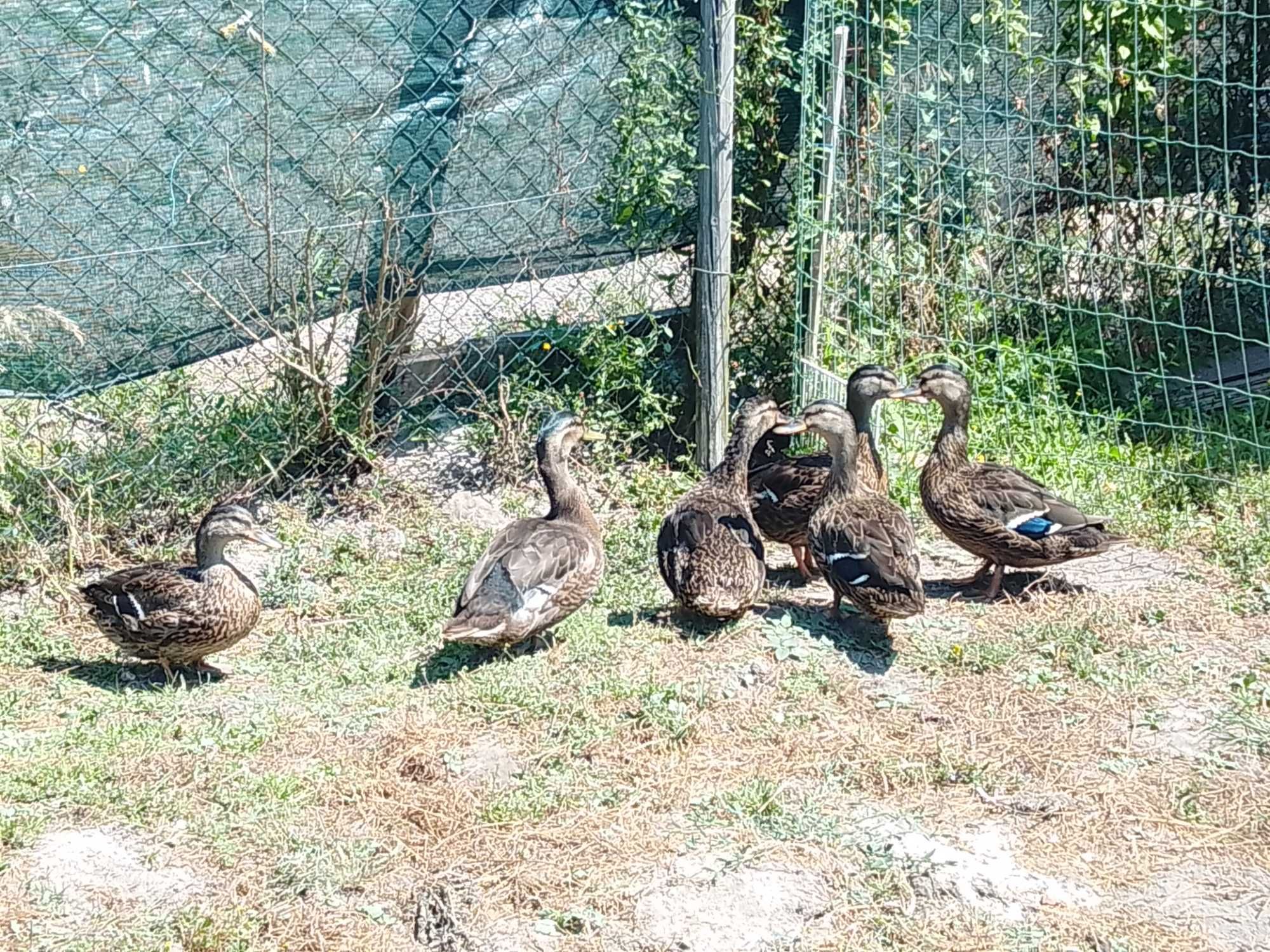 Venda Patos reais
