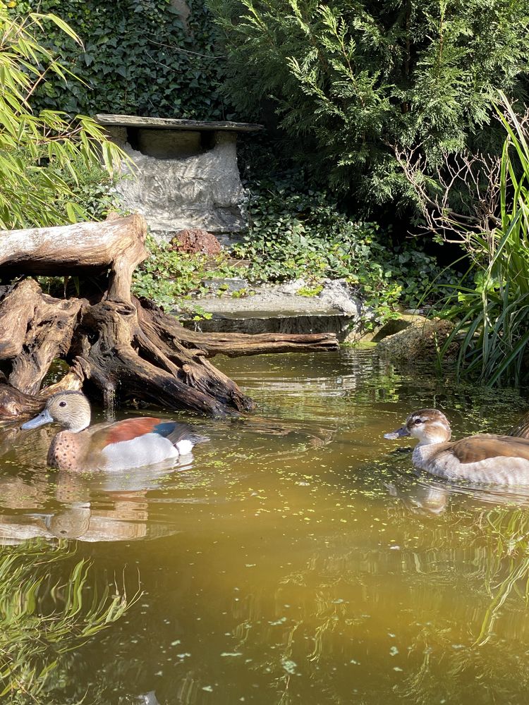Patos Ringed teal