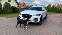 Jaguar F-Pace Salon Polska po kapitalnym remoncie na gwarancji