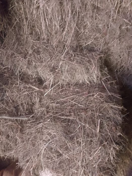 Sprzedam siano z tego roku