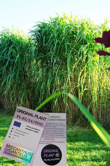 Miskant Olbrzymi-Giganteus, żywopłot-ORYGINALNY!Karpa XXL-Jak bambus!