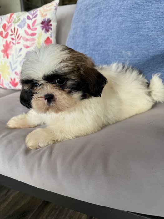 Shih-Tzu Bebé maravilhosos
