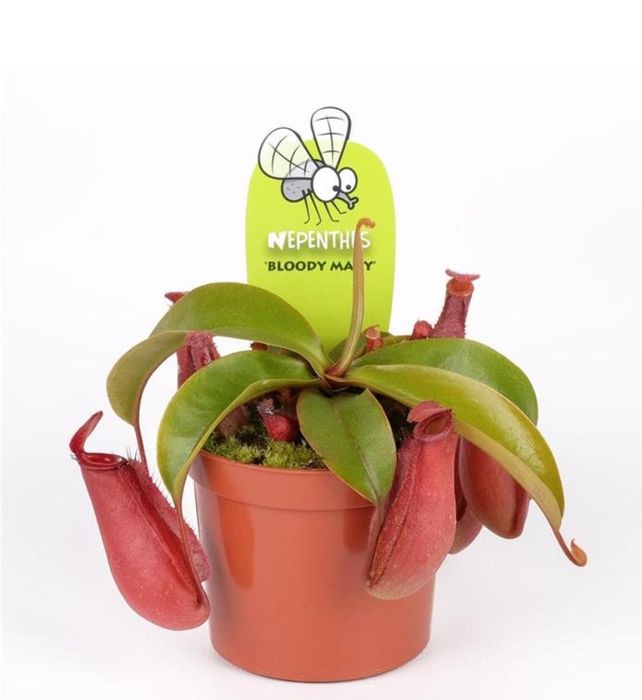 Мухоловка  Непентес (лат. Nepenthes) h -25 см