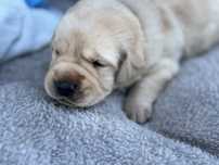 Labrador Retriver miot A- Anti