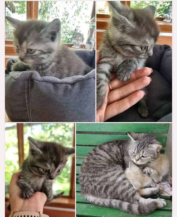 Кошеня британської кішечки, дівчинка.
