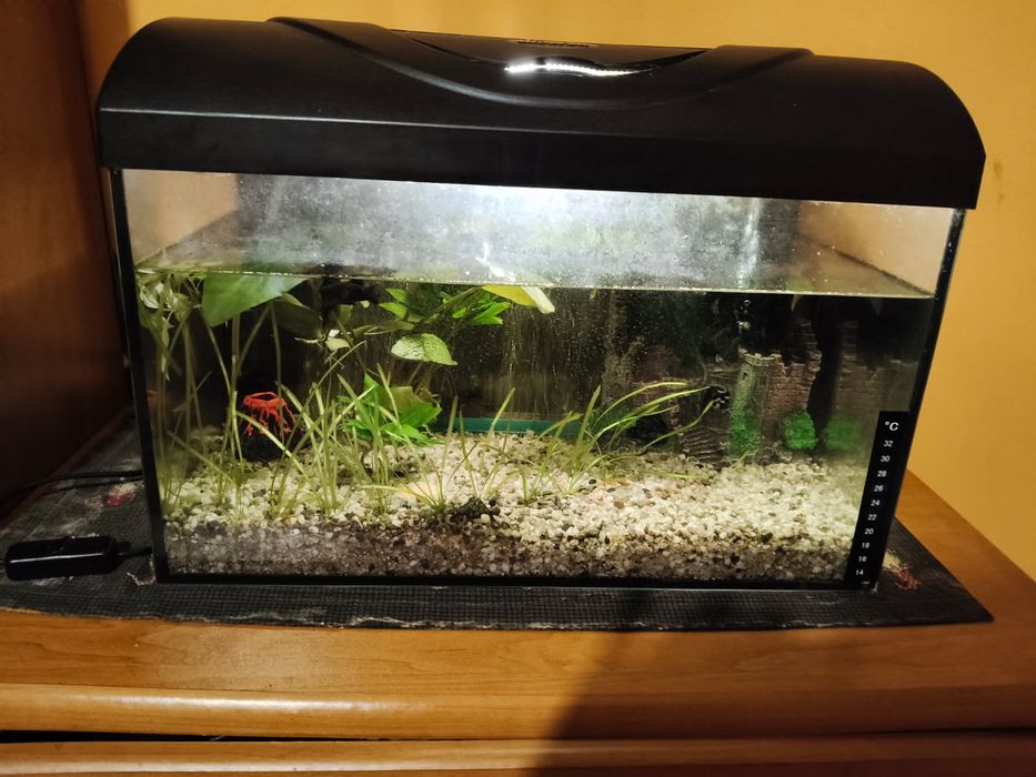 Akwarium rybki rośliny 50l odbiór do piątku w stw