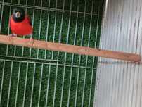 Cardinalito venezuela
