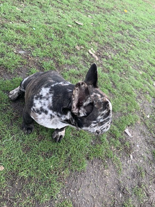 Чудові французики