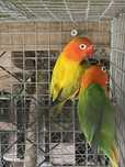 Agapornis opalinos