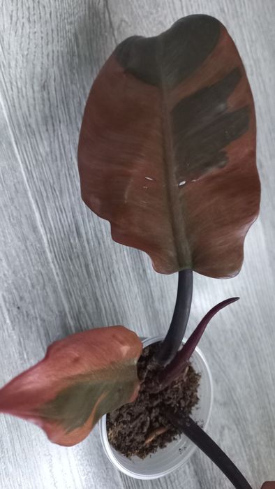 Филодендрон Блек кардинал варіаг