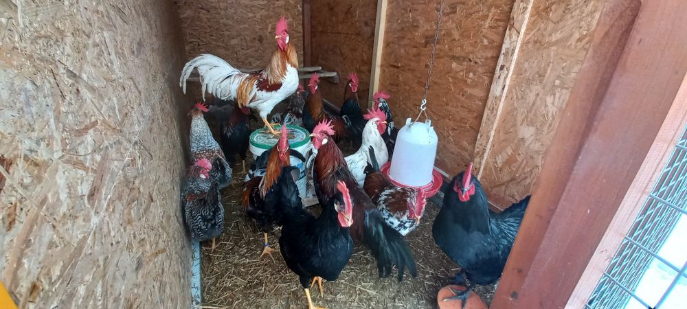 Jaja lęgowe Czubatki staropolskiej Barnavelder Australorp  Koguty