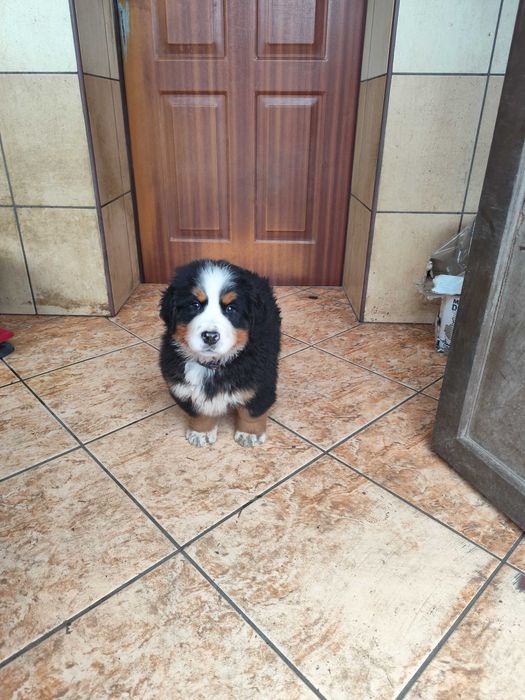 Berneński Pies Pasterski