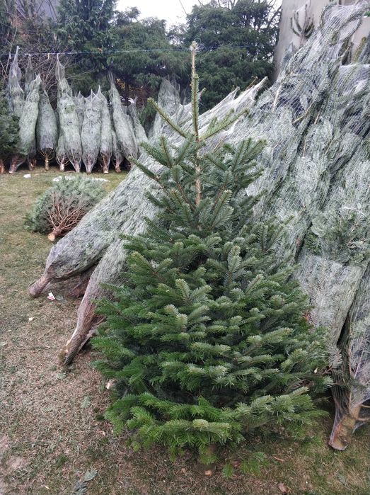 Choinki Świerk Jodła kaukaska z dowozem plantacja choinek