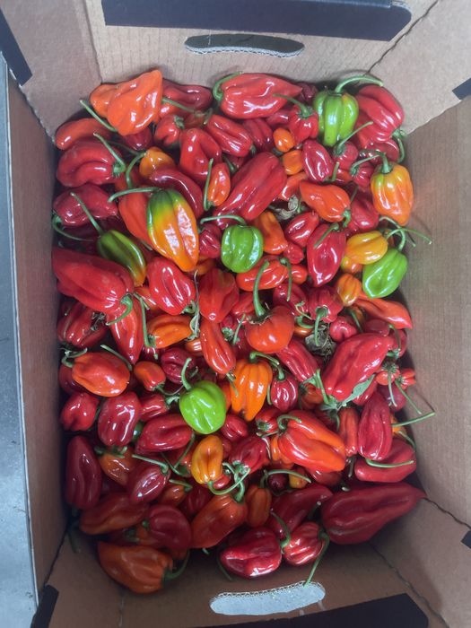 2kg papryczek ostrych habanero