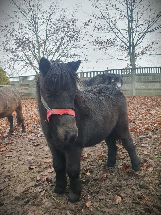 Kary kuc półroczny