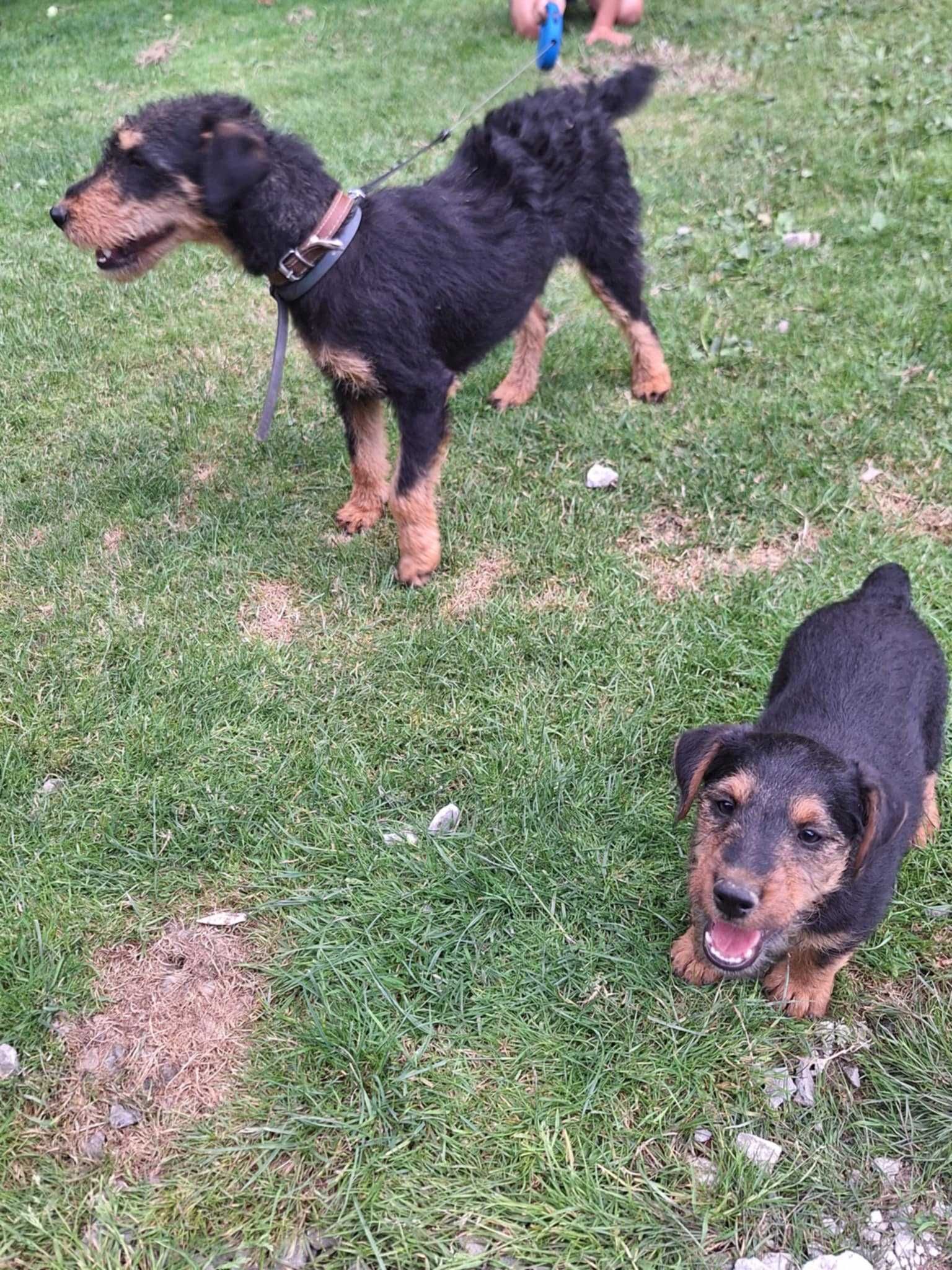 Terrier niemiecki suczka