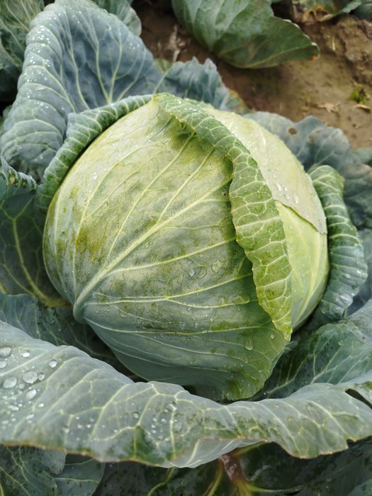 Kapusta Report na przemysł