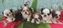 Shih Tzu piesek z rodowodem SWKIPR