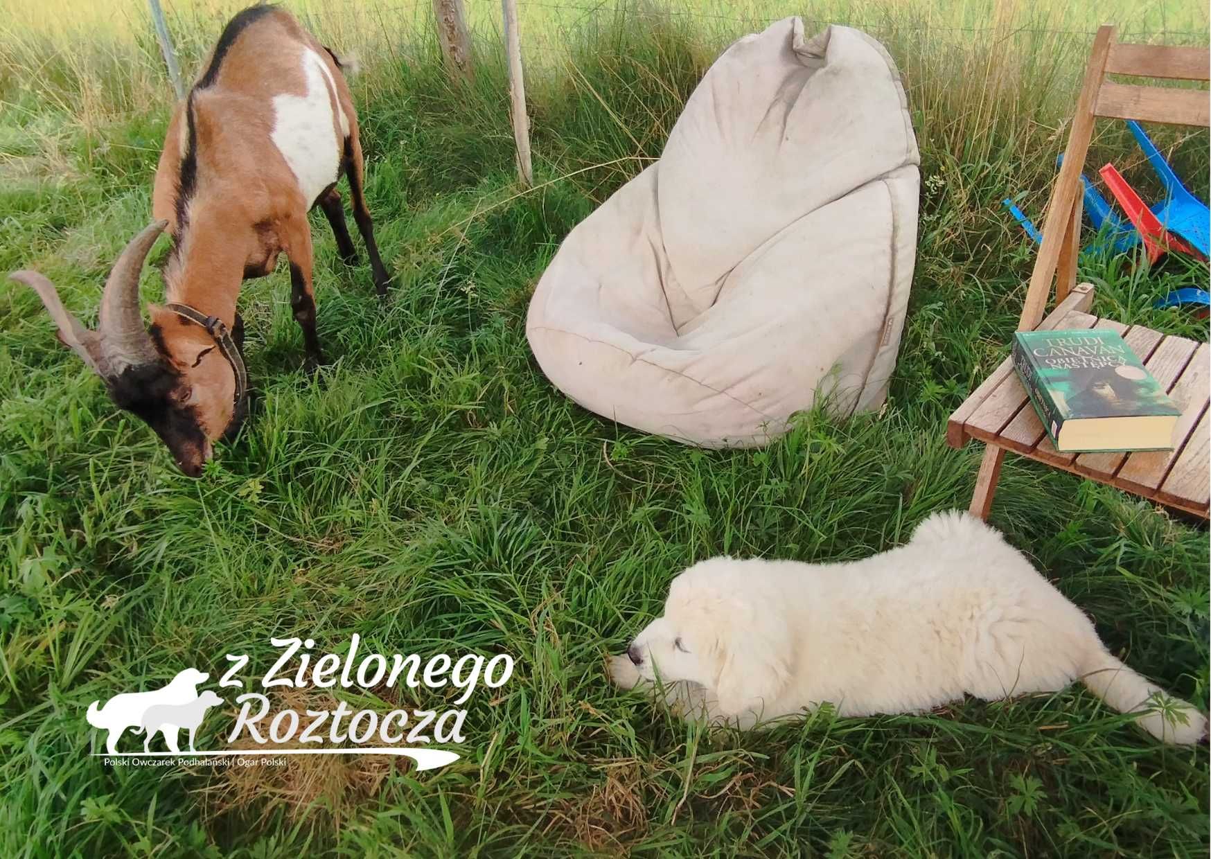 Owczarek Podhalański ZKwP suczka