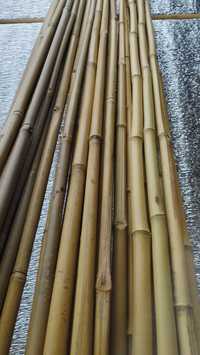 Бамбук для растений