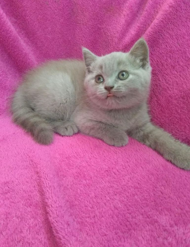 Шотландські кошенята